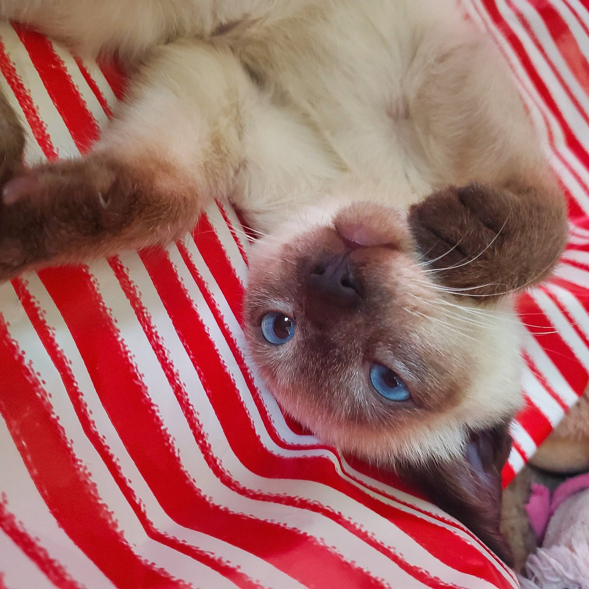 Boog joined the competition — help win amazing prizes! carnivore, cat, claw, comfort, domestic_short_haired_cat, fawn, felidae, fur, paw, siamese, small_to_medium_sized_cats, snout, whiskers