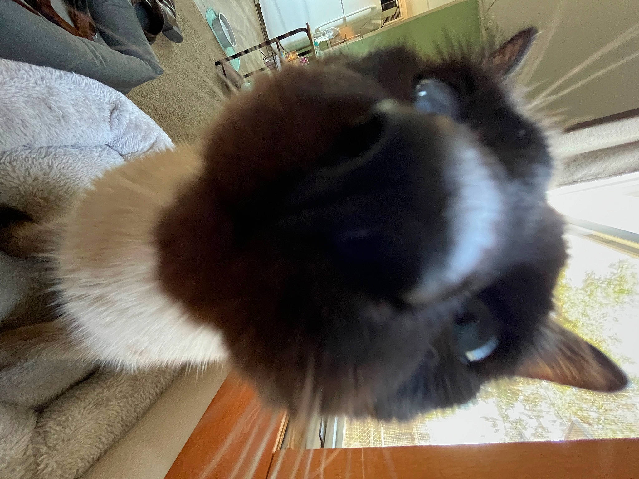 Boog joined the competition — help win amazing prizes! canidae, carnivore, claw, companion_dog, dog_breed, fawn, felidae, flooring, fur, hardwood, small_to_medium_sized_cats, snout, sporting_group, tail, terrestrial_animal, whiskers, wood