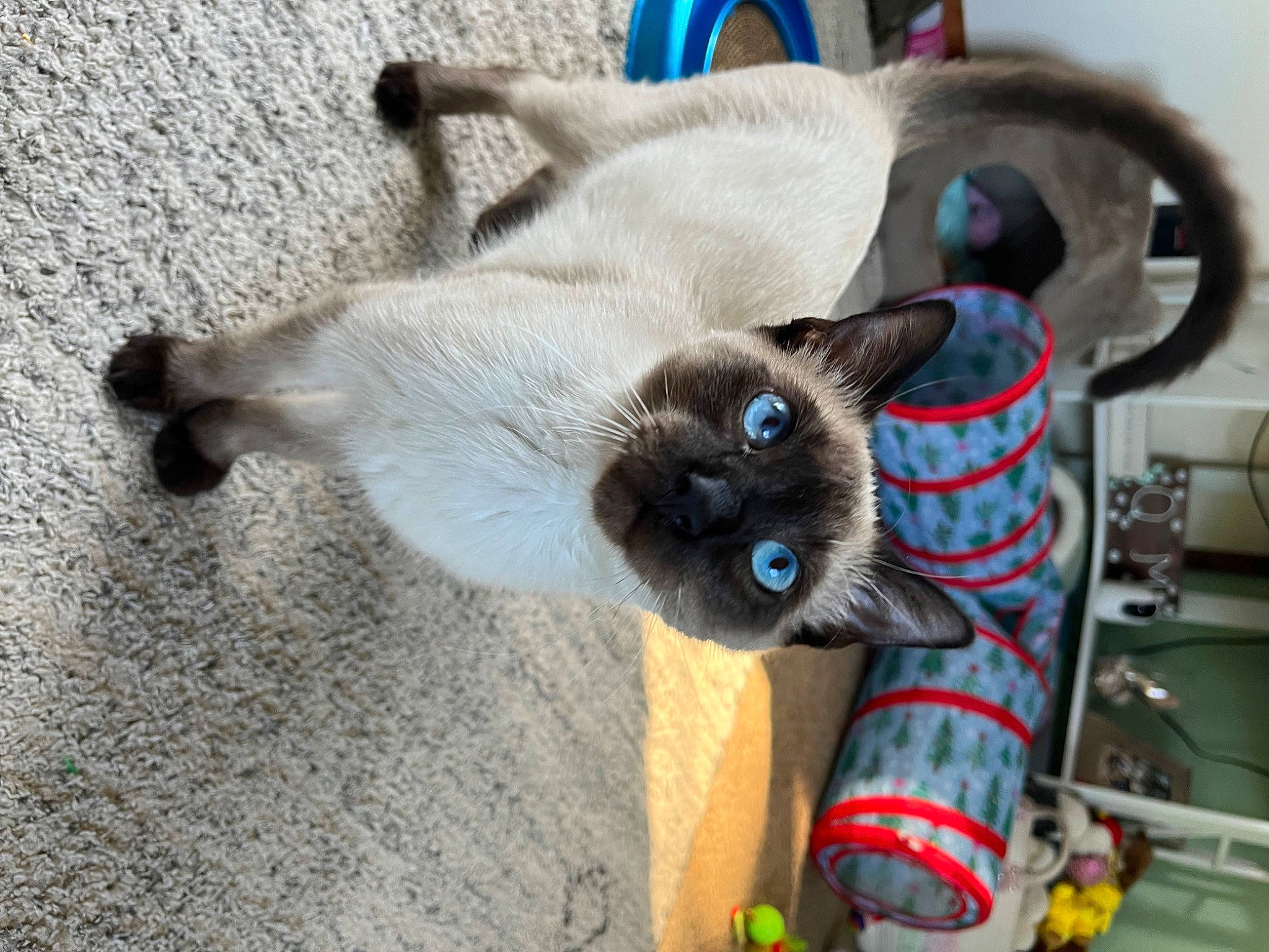 Boog is registered to the contest to win money with this photo: balinese, carnivore, cat, collar, dog_breed, domestic_short_haired_cat, electric_blue, fawn, felidae, fur, paw, pet_supply, siamese, small_to_medium_sized_cats, snout, tail, thai, whiskers