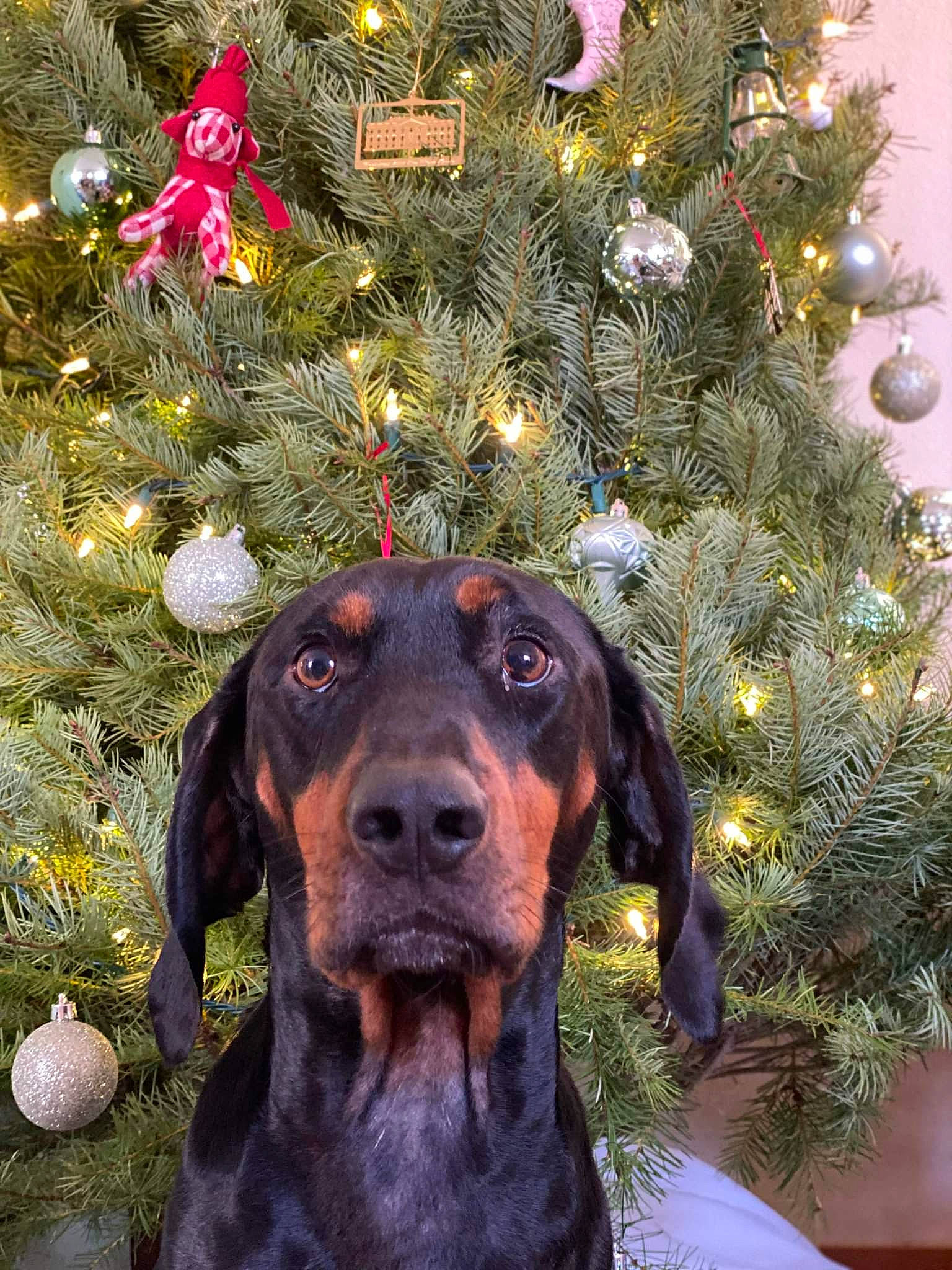 Copper is registered to the contest to win money with this photo: carnivore, christmas, christmas_decoration, christmas_ornament, christmas_tree, companion_dog, conifer, dog, dog_breed, event, evergreen, fawn, holiday, holiday_ornament, hound, light, liver, ornament, snout, working_animal