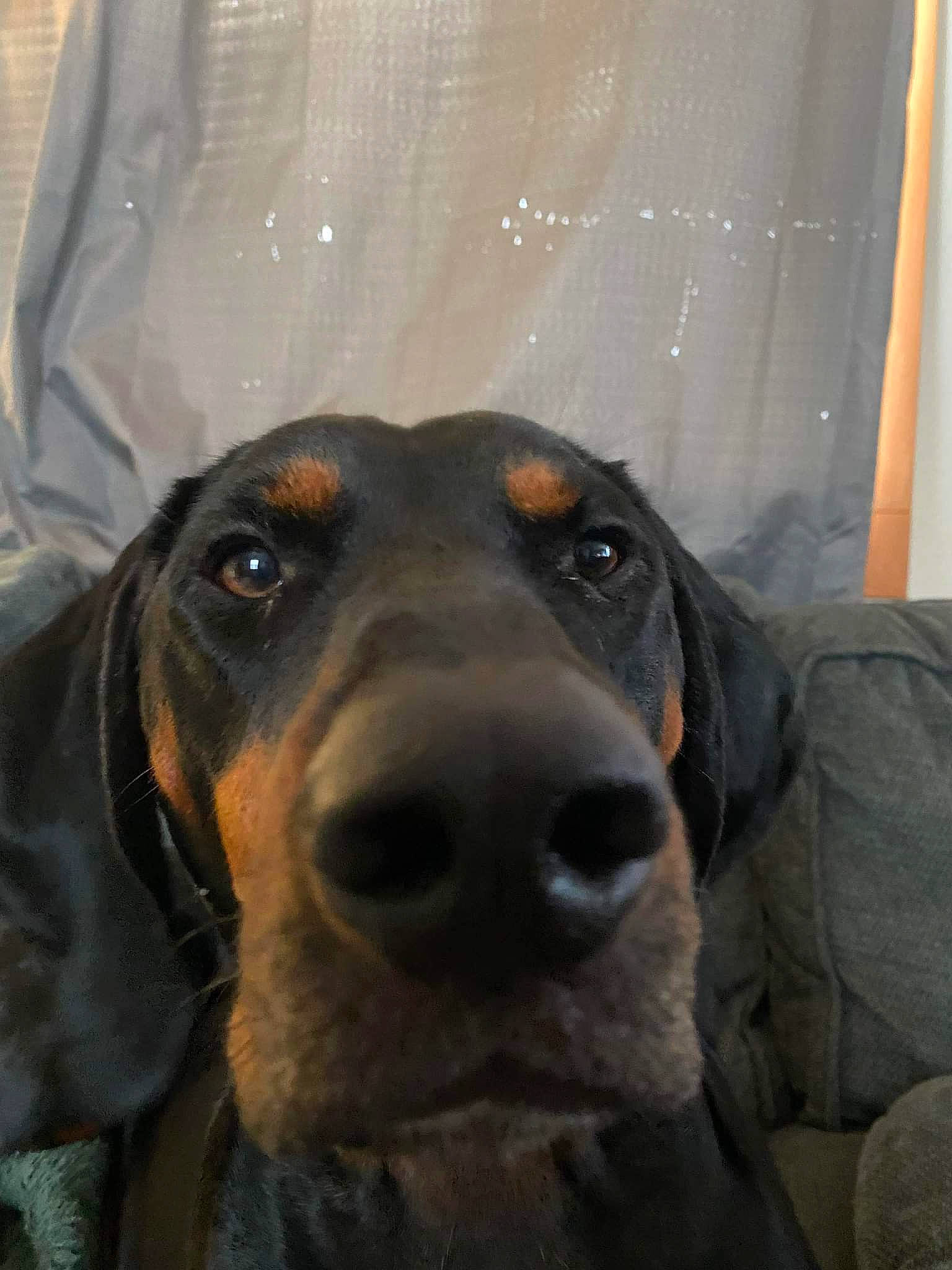 Copper joined the competition — help win amazing prizes! canidae, carnivore, collar, companion_dog, dog, dog_breed, eye, fawn, fur, guard_dog, hound, hunting_dog, montenegrin_mountain_hound, scent_hound, snout, sporting_group, whiskers, working_animal, working_dog