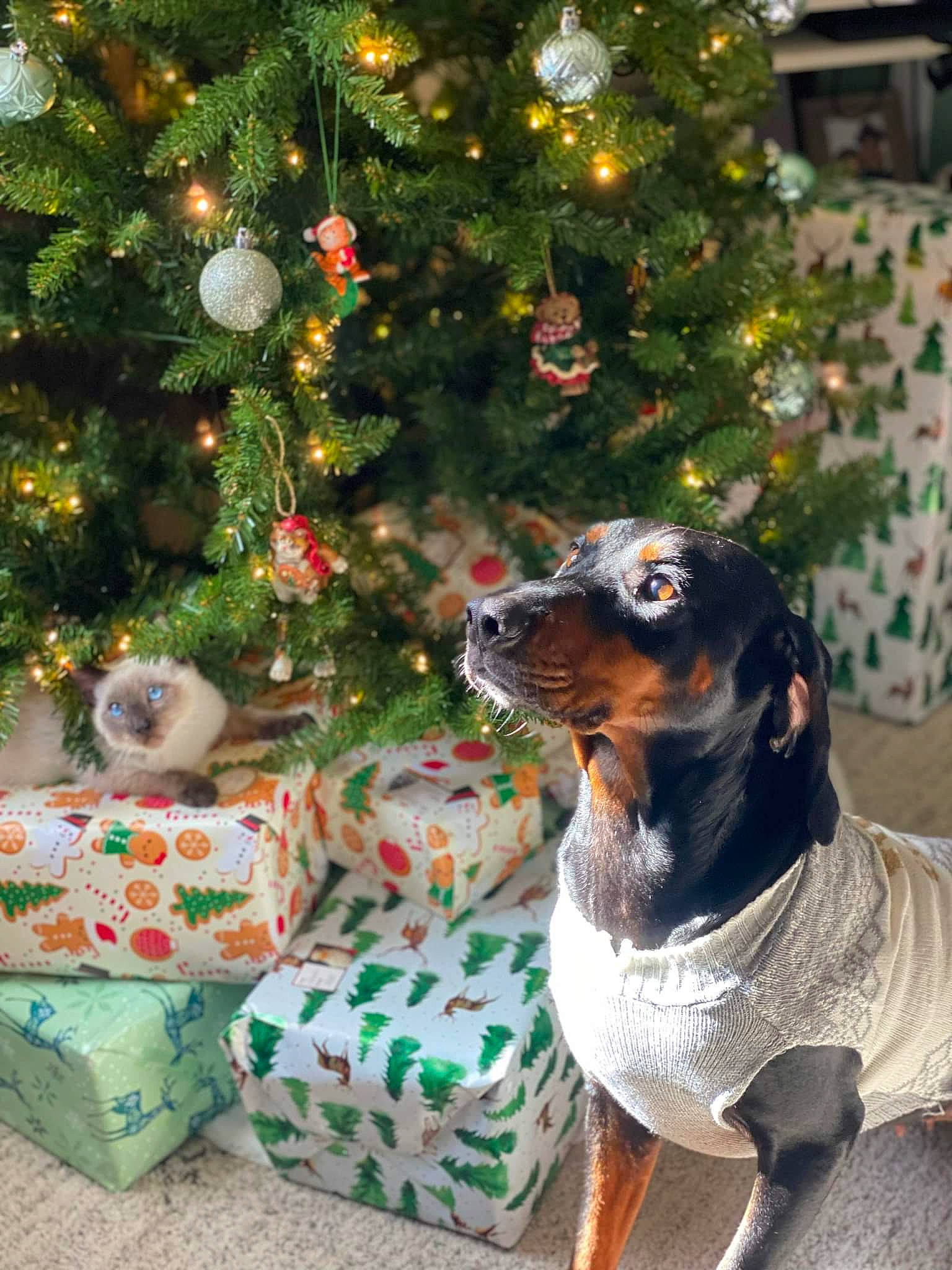Copper is registered to the contest to win money with this photo: carnivore, christmas_decoration, christmas_eve, christmas_ornament, christmas_tree, collar, companion_dog, dog, dog_breed, dog_collar, event, evergreen, fawn, green, holiday, holiday_ornament, ornament, plant, tree, vertebrate
