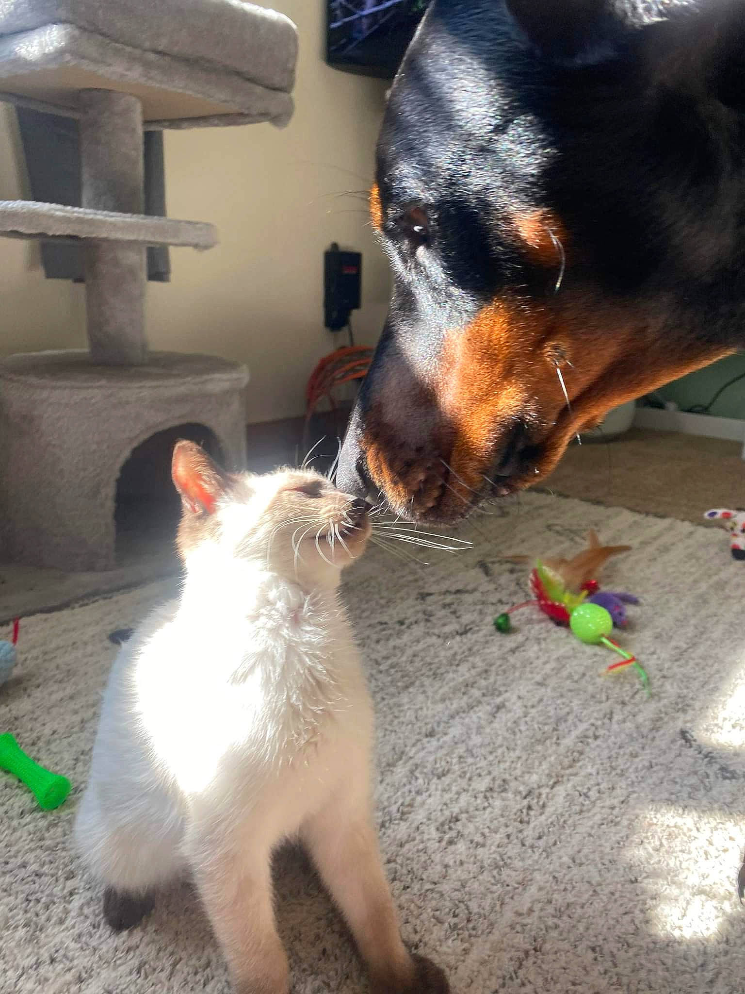 Copper is registered to the contest to win money with this photo: canidae, carnivore, cat, collar, companion_dog, dog, dog_breed, dog_supply, fawn, felidae, foot, fur, mammal, paw, small_to_medium_sized_cats, snout, sporting_group, tail, toy_dog, whiskers