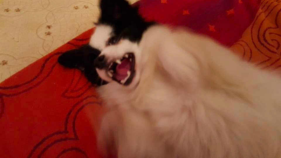 Yoshi participe au concours pour gagner de l'argent avec cette photo : carnivore, cat, dog_breed, eye, fang, felidae, foot, fur, hair, head, human_body, jaw, roar, small_to_medium_sized_cats, snout, tail, tongue, tooth, whiskers, yawn