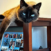 Lotus is registered to the contest to win money with this photo: cat, siamese, blue_eyes, table, wooden_furniture, paw, relaxing, indoor, photo_collage, pictures, wall, furniture, pet, animal, domestic, closeup, portrait, home, cozy, lazy