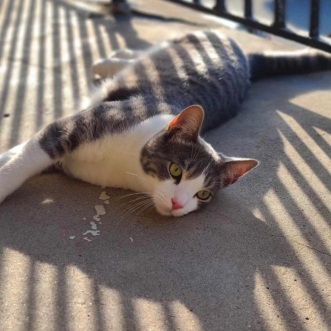 Finn joined the competition — help win amazing prizes! cat, animal, pet, lying_down, striped_shadow, sunlight, concrete_floor, outdoor, relaxed, gray_and_white, feline, whiskers, ears, tail, daylight, shadow_pattern, resting, close_up, domestic_cat, quiet