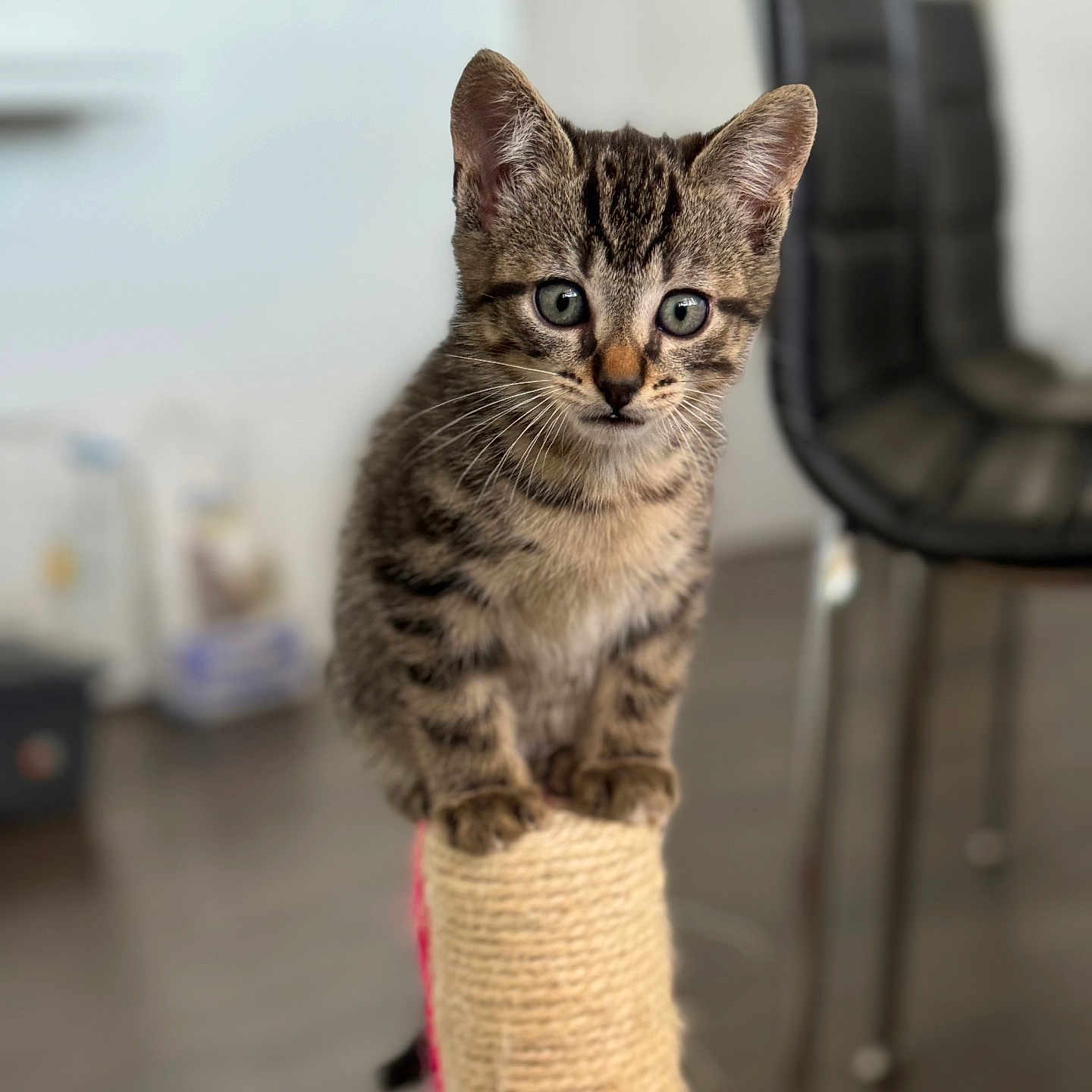 Victor a rejoint le concours — aidez-le/la à gagner de superbes lots ! abyssinian, accessories, animal, cat, chair, couch, furniture, hardwood, kitten, manx, pet, strap, wood