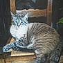 cat, tabby, blue_eyes, wooden_chair, furniture, indoor, pet, animal, relaxed, sitting, fur, striped, cozy, domestic_cat, paw, tail, home, resting, cute, companion