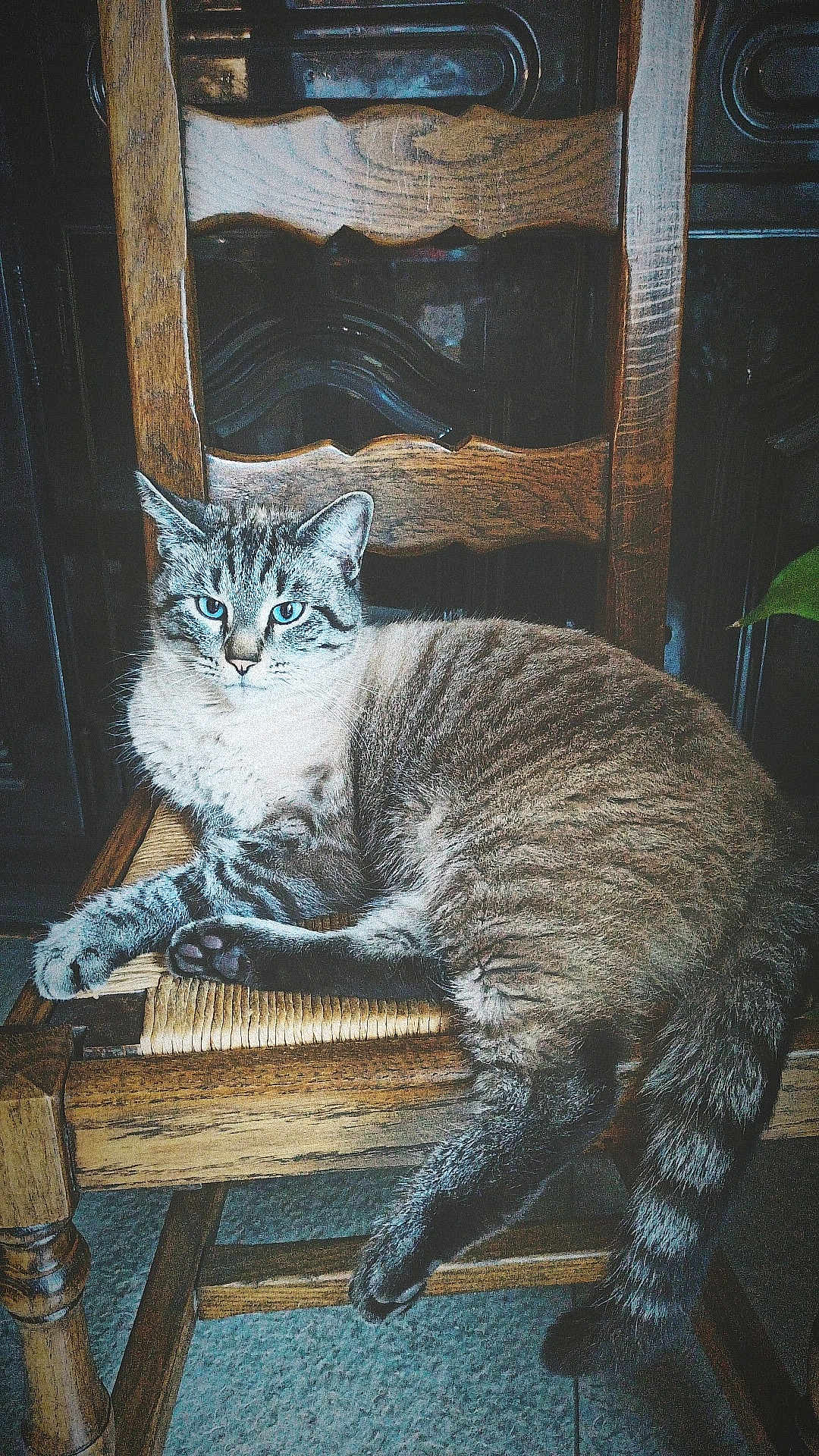 Baloo participe au concours pour gagner de l'argent avec cette photo : cat, tabby, blue_eyes, wooden_chair, furniture, indoor, pet, animal, relaxed, sitting, fur, striped, cozy, domestic_cat, paw, tail, home, resting, cute, companion