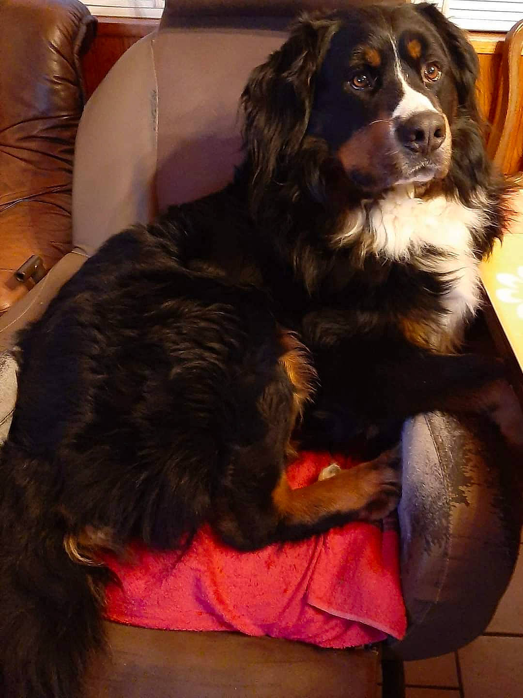 Musclor participe au concours pour gagner de l'argent avec cette photo : bernese_mountain_dog, canidae, carnivore, chair, comfort, companion_dog, couch, dog, dog_breed, door, fur, gaddi_kutta, gun_dog, liver, snout, sporting_group, terrestrial_animal, whiskers, working_animal, working_dog