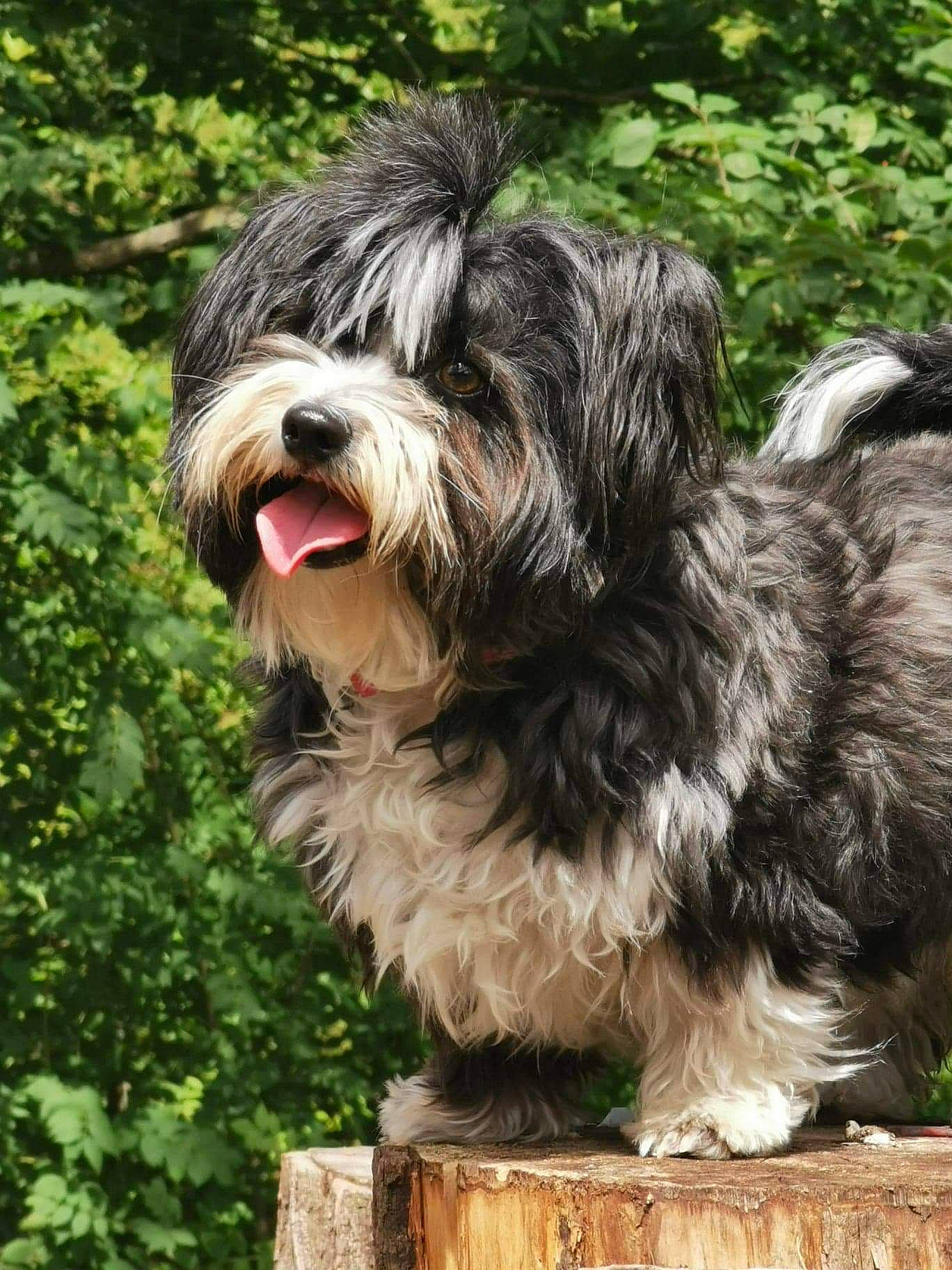 Nougatine participe au concours pour gagner de l'argent avec cette photo : ancient_dog_breeds, canidae, carnivore, companion_dog, dog, dog_breed, fur, grass, liver, non_sporting_group, schapendoes, small_terrier, snout, sporting_group, terrestrial_animal, terrier, toy_dog, water_dog, wood, working_animal