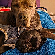 Fifi joined the competition — help win amazing prizes! dog, puppy, sleeping, large_dog, close_up, nose, ears, fur, blanket, bed, pillow, cozy, companionship, canine, indoor, denim_clothing, snout, relaxed, portrait, blue_texture