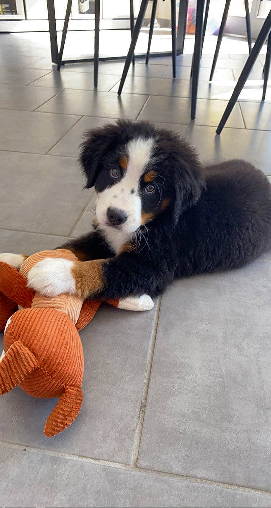 Tommy participe au concours pour gagner de l'argent avec cette photo : ancient_dog_breeds, canidae, carnivore, cavalier_king_charles_spaniel, companion_dog, dog, dog_breed, flooring, fur, giant_dog_breed, herding_dog, snout, sporting_group, tail, terrestrial_animal, working_animal, working_dog