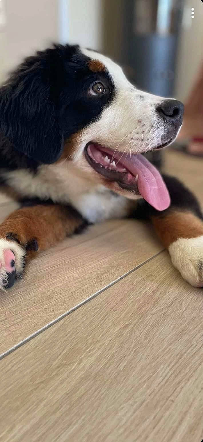 Tommy participe au concours pour gagner de l'argent avec cette photo : australian_shepherd, carnivore, collar, companion_dog, dog, dog_breed, flooring, foot, fur, hardwood, herding_dog, paw, plank, snout, sporting_group, whiskers, wood, wood_flooring, working_animal, working_dog