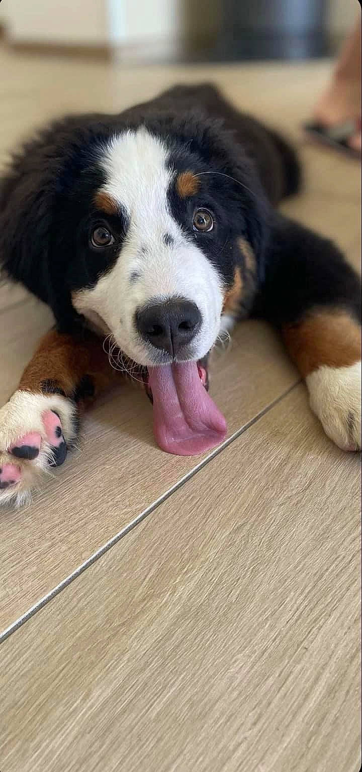 Tommy participe au concours pour gagner de l'argent avec cette photo : ball, canidae, carnivore, companion_dog, dog, dog_breed, flooring, fur, guard_dog, hardwood, herding_dog, ingredient, paw, plank, sporting_group, terrestrial_animal, wood, wood_flooring, working_animal, working_dog