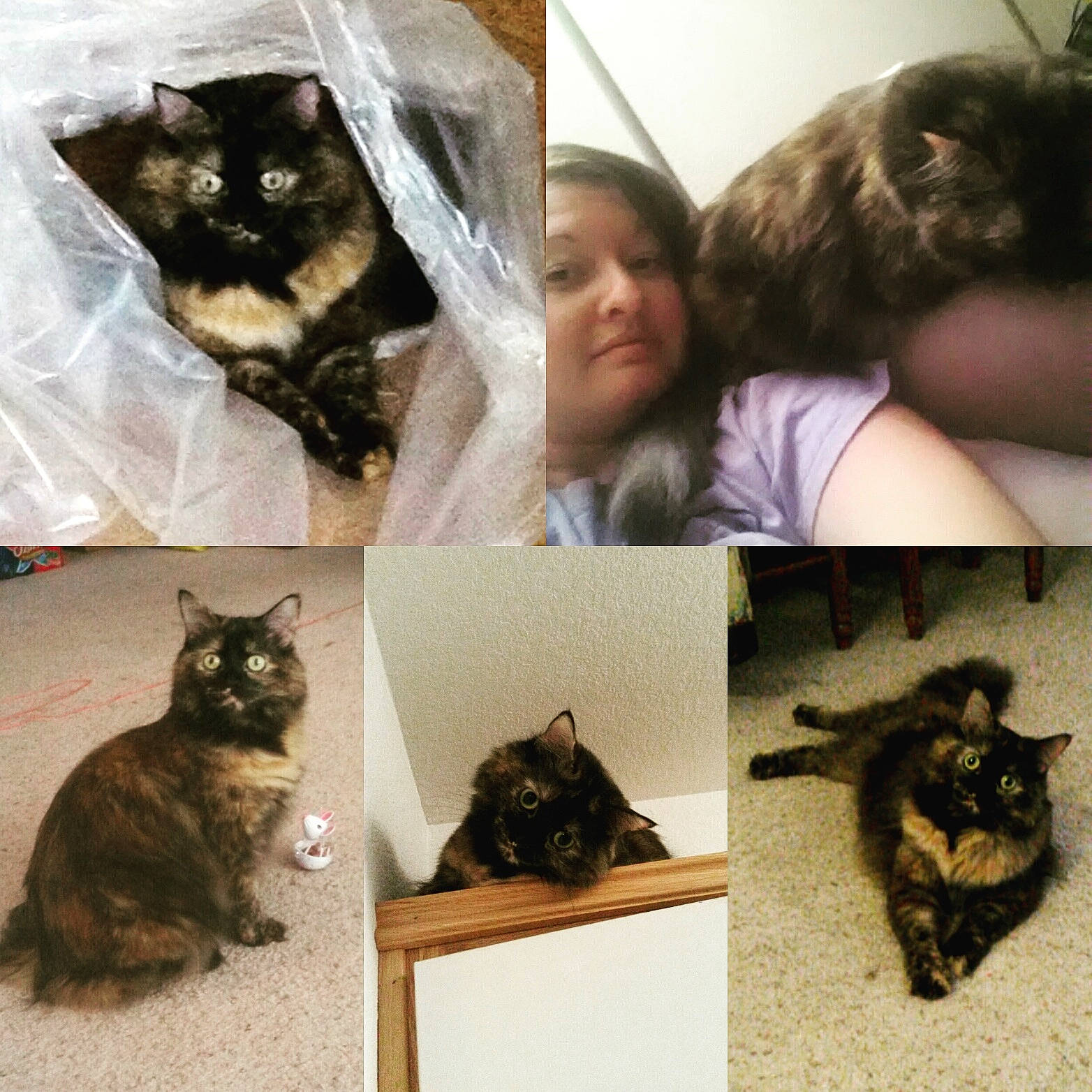 Elsa joined the competition — help win amazing prizes! asian, black_cat, carnivore, cat, collage, domestic_short_haired_cat, ear, european_shorthair, felidae, kitten, small_to_medium_sized_cats