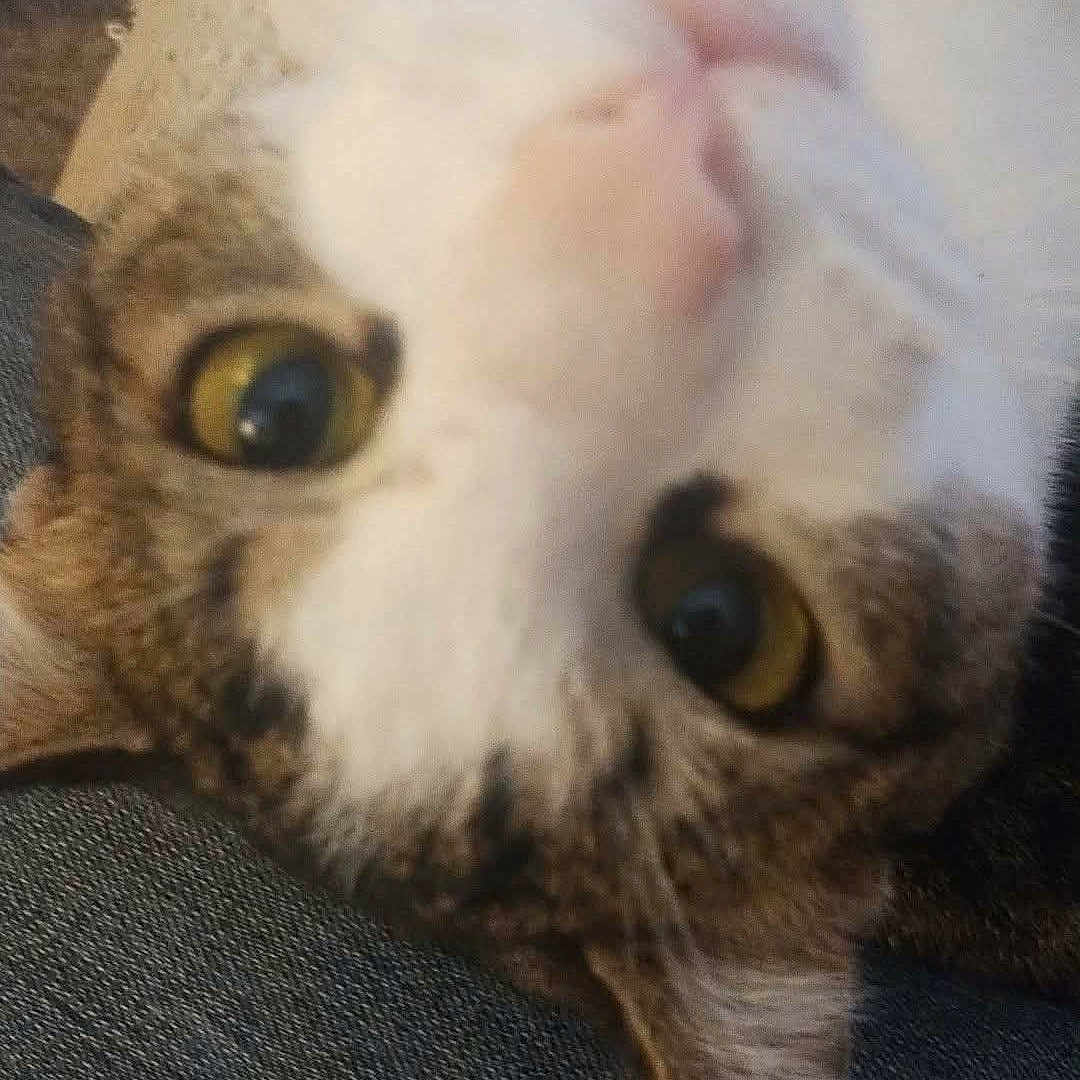 Fatty is registered to the contest to win money with this photo: animal, blurred, cat, close_up, cozy, curious, cute, domestic_cat, ear, face, feline, fur, indoor, lying_down, nose, pet, soft, texture, whiskers, yellow_eyes