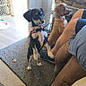 Ravenclaw joined the competition — help win amazing prizes! dogs, puppies, pet, two_dogs, standing, sitting, collars, black_and_white_dog, brown_dog, living_room, indoor, carpet, baby_gate, doorway, person, legs, dog_toys, home, portrait, alert