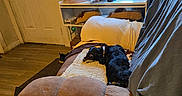 Ravenclaw is registered to the contest to win money with this photo: dog, sleeping_dog, black_and_white, pet, couch, blanket, frog_blanket, pillows, living_room, bedroom, indoor, window, curtains, desk, calendar, door, home, cozy, relaxed, photography