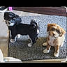Ravenclaw joined the competition — help win amazing prizes! dogs, puppies, pets, animal, canine, fluffy, small_dogs, black_dog, brown_dog, white_markings, standing, sitting, rug, indoor, home, floor, portrait, cute, pet_photography, gallery_screenshot
