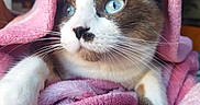 Yuki participe au concours pour gagner de l'argent avec cette photo : cat, blue_eyes, fur, whiskers, pink_blanket, cozy, pet, indoor, close_up, cute, animal, soft_texture, relaxed, resting, mammal, portrait, domestic_cat, warm, snuggled, curious