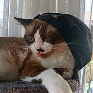 Yuki a rejoint le concours — aidez-le/la à gagner de superbes lots ! animal, black_cap, brown_and_white, cap, cat, cat_tree, curtain, cute, feline, fur, hat, indoor, paw, pet, playful, portrait, relaxed, tongue_out, whiskers, winking