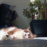 Yuki participe au concours pour gagner de l'argent avec cette photo : cat, sleeping, indoor, sunlight, wooden_floor, plant, potted_plant, greenery, relaxation, cozy, feline, brown_and_white, nap, quiet, peaceful, shadow, home, resting, domestic_animal, fur