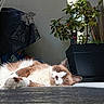 cat, sleeping, indoor, sunlight, wooden_floor, plant, potted_plant, greenery, relaxation, cozy, feline, brown_and_white, nap, quiet, peaceful, shadow, home, resting, domestic_animal, fur