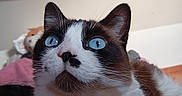 Yuki participe au concours pour gagner de l'argent avec cette photo : alert, animal, black_and_white, blue_eyes, brown_patches, cat, close_up, cozy, curious, cute, domestic, feline, fluffy, home, indoor, pet, plush_toy, portrait, soft_fur, whiskers