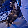 Coffee is registered to the contest to win money with this photo: cat, tabby, couch, blue, blanket, stretching, paw, indoor, relaxed, pet, feline, fur, sleeping, cozy, home, comfort, animal, resting, soft_lighting, living_room