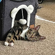 Coffee joined the competition — help win amazing prizes! cat, tabby, indoor, carpet, pet, animal, feline, relaxed, cozy, cat_house, fluffy, white_trim, green_eyes, curious, paws, lying_down, home, furniture, soft_light, worn