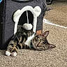 animal, carpet, cat, cat_house, cozy, curious, feline, fluffy, furniture, green_eyes, home, indoor, lying_down, paws, pet, relaxed, soft_light, tabby, white_trim, worn