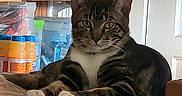 Coffee is registered to the contest to win money with this photo: animal, bottles, brown, cat, curious, dishes, domestic, ears, face, feline, indoor, kitchen, pet, relaxed, resting, shelf, tabby, table, white_paws, wood