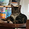 animal, bottles, brown, cat, curious, dishes, domestic, ears, face, feline, indoor, kitchen, pet, relaxed, resting, shelf, tabby, table, white_paws, wood
