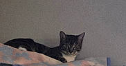 Coffee is registered to the contest to win money with this photo: cat, tabby, animal, pet, feline, blanket, indoor, resting, looking, fur, ears, face, comfort, laying, domestic, quiet, home, cozy, soft, sleepy