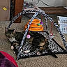 Coffee joined the competition — help win amazing prizes! cat, tabby_cat, pet, animal, indoor, carpet, toy, play_gym, zebra_pattern, hanging_toys, relaxed, feline, cute, paw, whiskers, ear, laying_down, household, basket, orange_toy