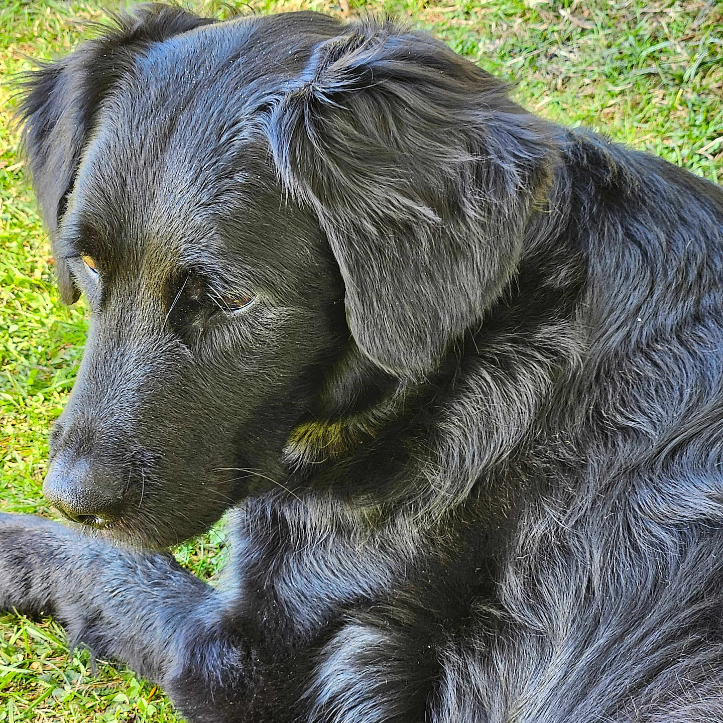 Willy a rejoint le concours — aidez-le/la à gagner de superbes lots ! animal, black_dog, canine, close_up, daylight, dog, ears, fur, grass, laying_down, mammal, nature, outdoor, peaceful, pet, portrait, relaxed, side_view, snout, whiskers