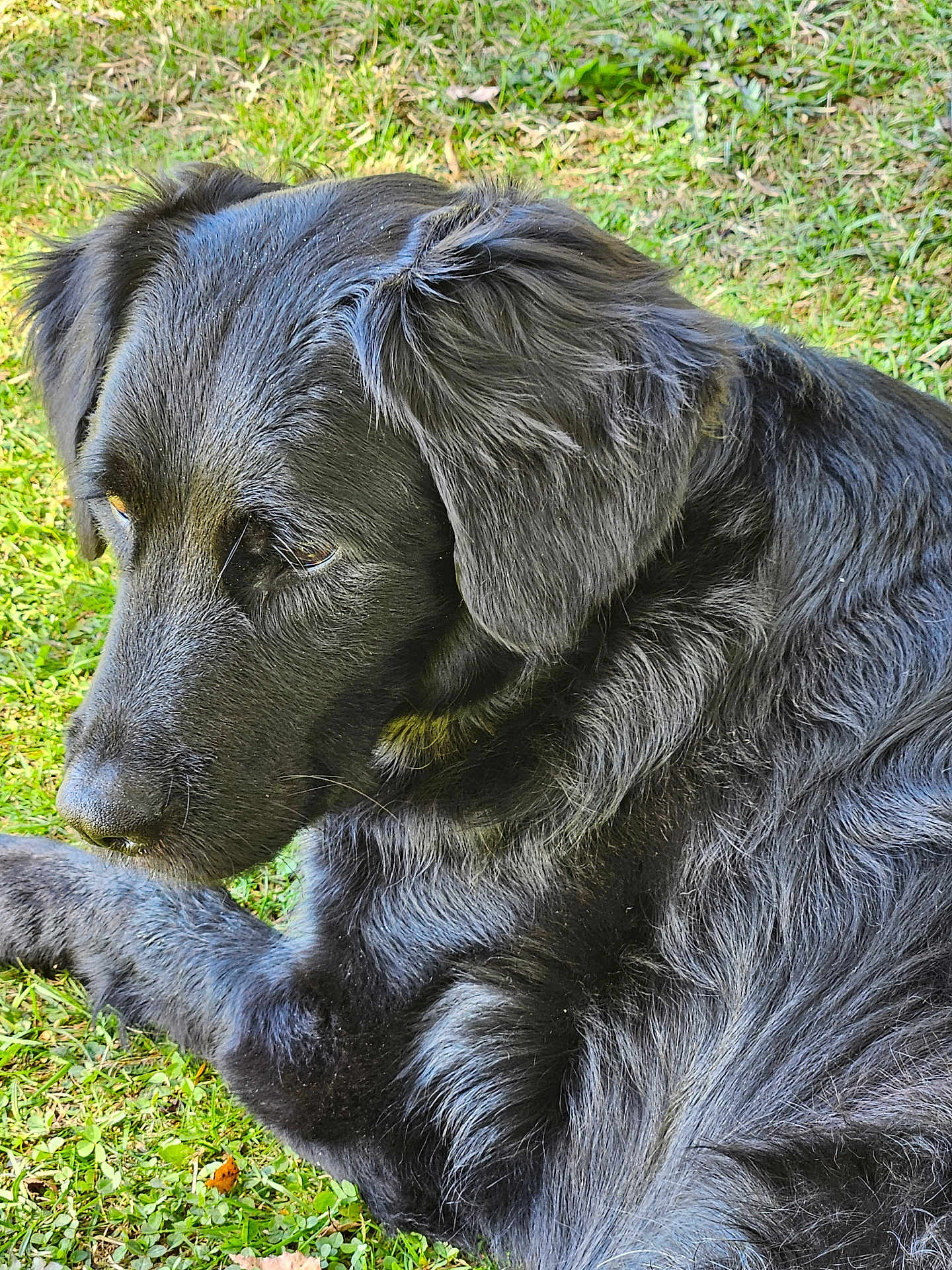 Willy a rejoint le concours — aidez-le/la à gagner de superbes lots ! dog, black_dog, grass, outdoor, pet, animal, fur, canine, nature, laying_down, close_up, relaxed, mammal, portrait, daylight, snout, ears, whiskers, side_view, peaceful