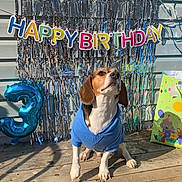 Cooper is registered to the contest to win money with this photo: dog, beagle, blue_hoodie, birthday, party, balloon, number_3, gift_bag, wooden_deck, sunlight, outdoor, celebration, colorful, decorations, festive, pet, animal, canine, cute, happy