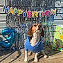 dog, beagle, blue_hoodie, birthday, party, balloon, number_3, gift_bag, wooden_deck, sunlight, outdoor, celebration, colorful, decorations, festive, pet, animal, canine, cute, happy