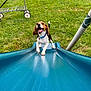 Cooper joined the competition — help win amazing prizes! dog, beagle, puppy, slide, playground, grass, outdoor, happy, pet, animal, blue_slide, playing, tongue_out, ears_flapping, green_grass, daylight, fun, smiling, collar, park