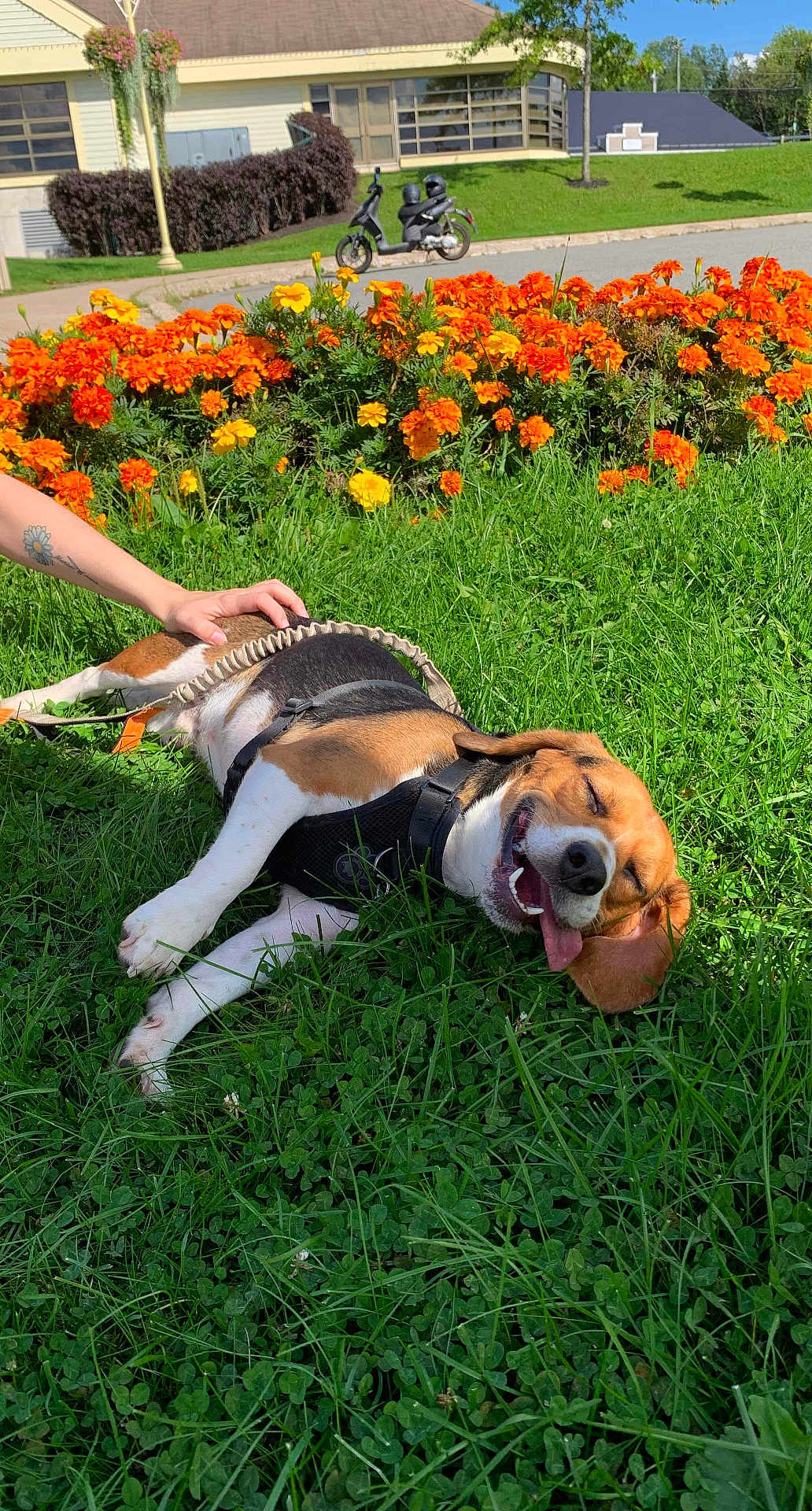 Cooper joined the competition — help win amazing prizes! dog, beagle, grass, flowers, orange_flowers, hand, petting, sunny_day, outdoor, happy_dog, tongue_out, closed_eyes, leash, harness, greenery, building, scooter, pavement, nature, relaxation