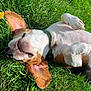 dog, grass, outdoor, sunlight, happy, smiling, ears, pet, playful, lying_down, nature, greenery, collar, animal, canine, relaxing, summer, closeup, fur, content