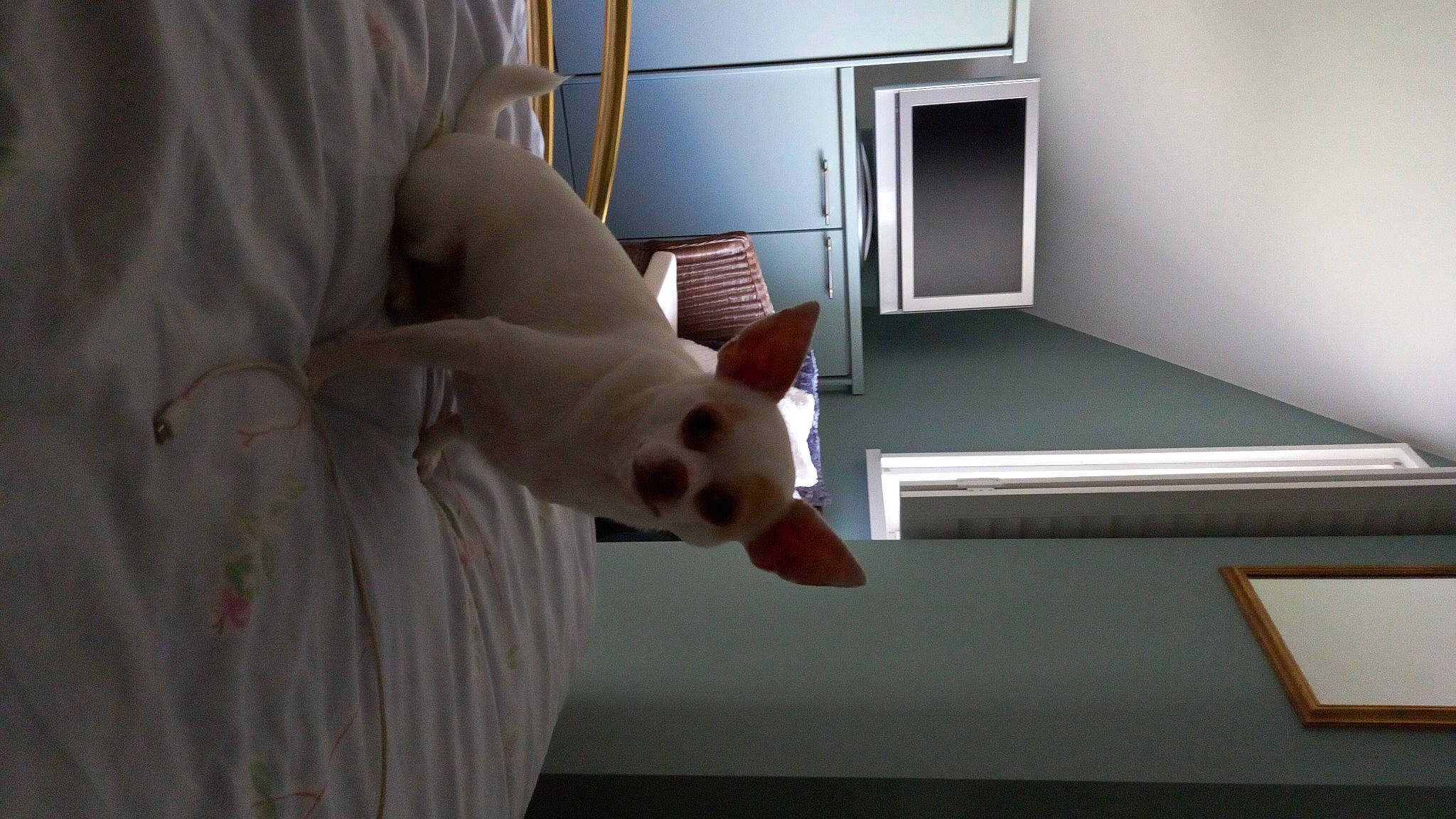 Loco a rejoint le concours — aidez-le/la à gagner de superbes lots ! carnivore, comfort, companion_dog, curtain, dog, dog_breed, door, felidae, flooring, fur, handrail, hardwood, non_sporting_group, room, small_to_medium_sized_cats, snout, stairs, tail, whiskers, wood