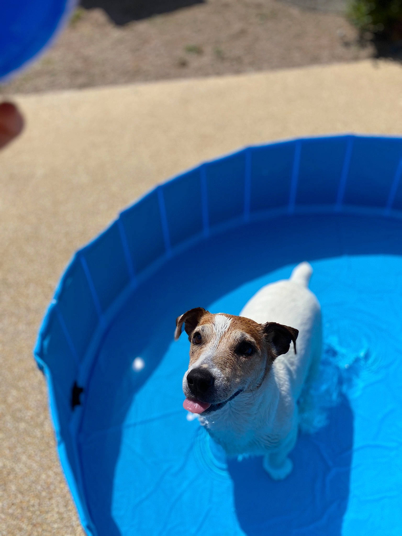 Poppin participe au concours pour gagner de l'argent avec cette photo : canidae, carnivore, companion_dog, danish_swedish_farmdog, dog, dog_breed, fawn, fox_terrier, jack_russell_terrier, parson_russell_terrier, potcake_dog, rat_terrier, russell_terrier, smooth_fox_terrier, water