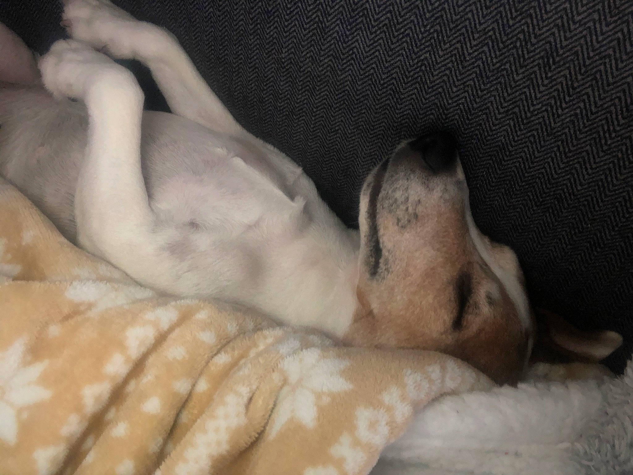 Poppin participe au concours pour gagner de l'argent avec cette photo : canidae, carnivore, dog_breed, fawn, leg, nap, non_sporting_group, paw