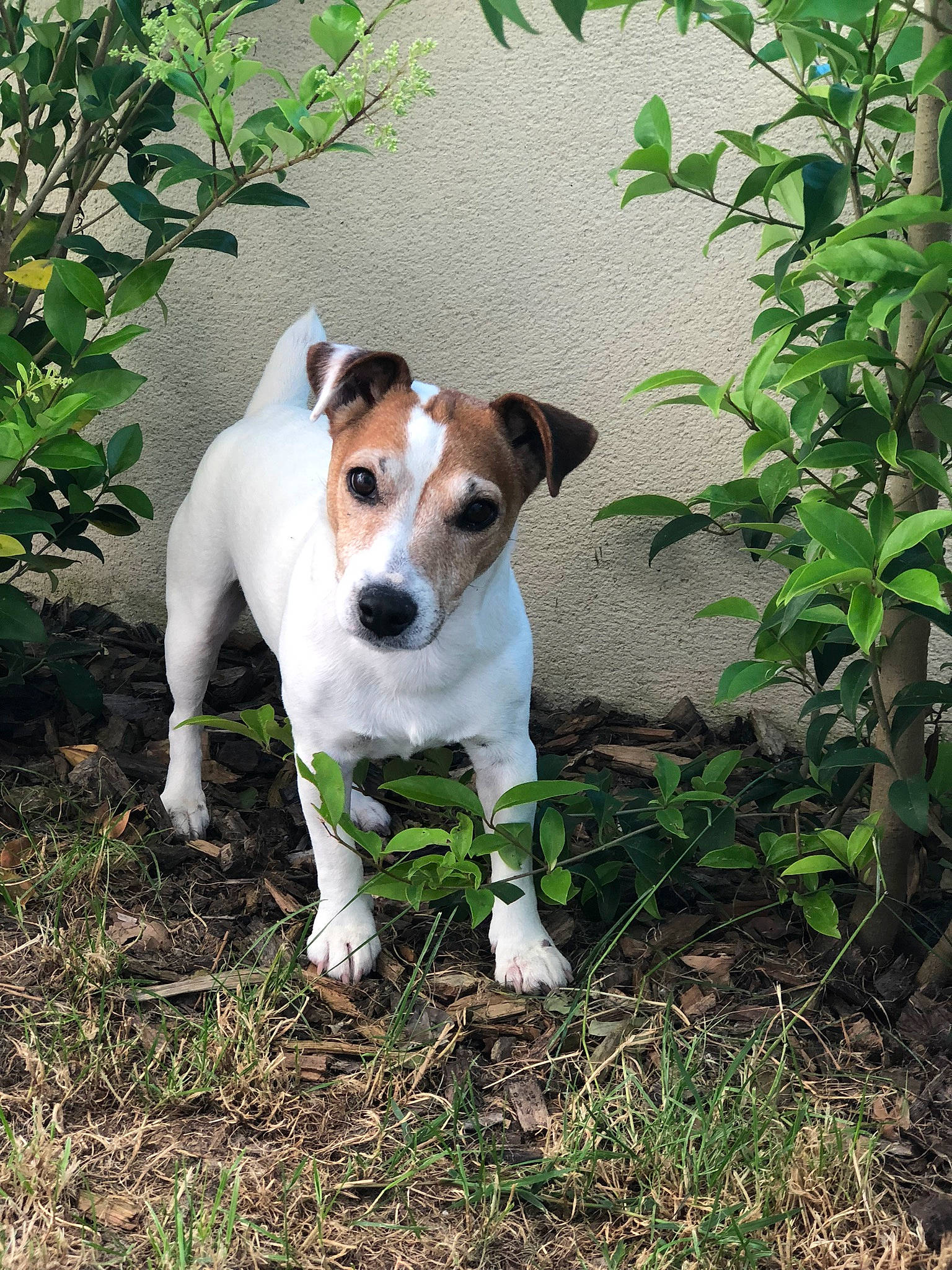 Poppin participe au concours pour gagner de l'argent avec cette photo : brazilian_terrier, canidae, carnivore, companion_dog, danish_swedish_farmdog, dog, dog_breed, feist, fox_terrier, irishjacks, jack_russell_terrier, mammal, miniature_fox_terrier, plant, rare_breed_dog, russell_terrier, smooth_fox_terrier, sporting_group, treeing_feist, vertebrate