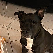 Donghae a rejoint le concours — aidez-le/la à gagner de superbes lots ! american_pit_bull_terrier, american_staffordshire_terrier, carnivoran, dog, dog_breed, dog_breed_group, dog_like_mammal, pit_bull, snout, staffordshire_bull_terrier