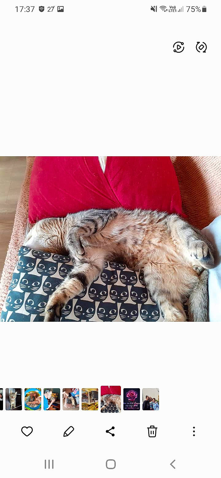 Ody a rejoint le concours — aidez-le/la à gagner de superbes lots ! canidae, carnivore, cat, comfort, companion_dog, dog_breed, fawn, felidae, fur, linens, liver, pattern, paw, rectangle, sleeve, small_to_medium_sized_cats, sporting_group, tail, textile, whiskers