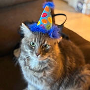 Wizard Garcia joined the competition — help win amazing prizes! cat, gray_cat, fluffy, longhaired, pet, party_hat, birthday, colorful, polka_dot, indoor, sitting, portrait, whiskers, green_eyes, furry, animal, celebration, warm_lighting, table, blurred_background